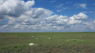 Descubren cómo una simple bacteria pudo acabar con el 60% de los antílopes saiga del planeta en solo tres semanas<em></em>